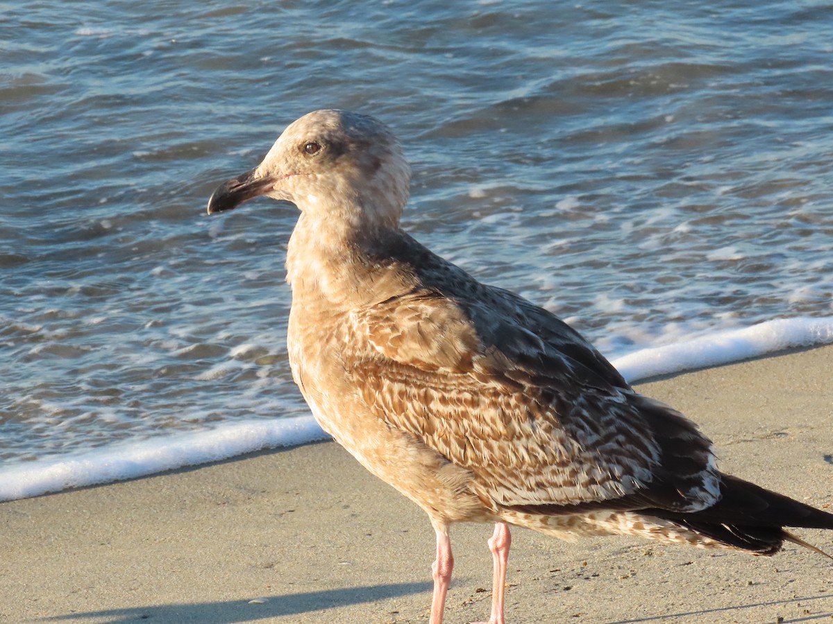 Western Gull - ML646462294