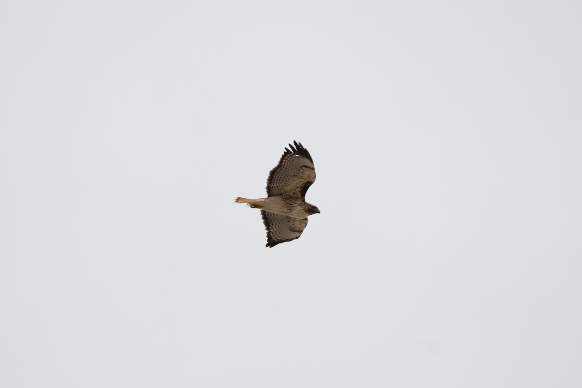 Red-tailed Hawk - ML646462304