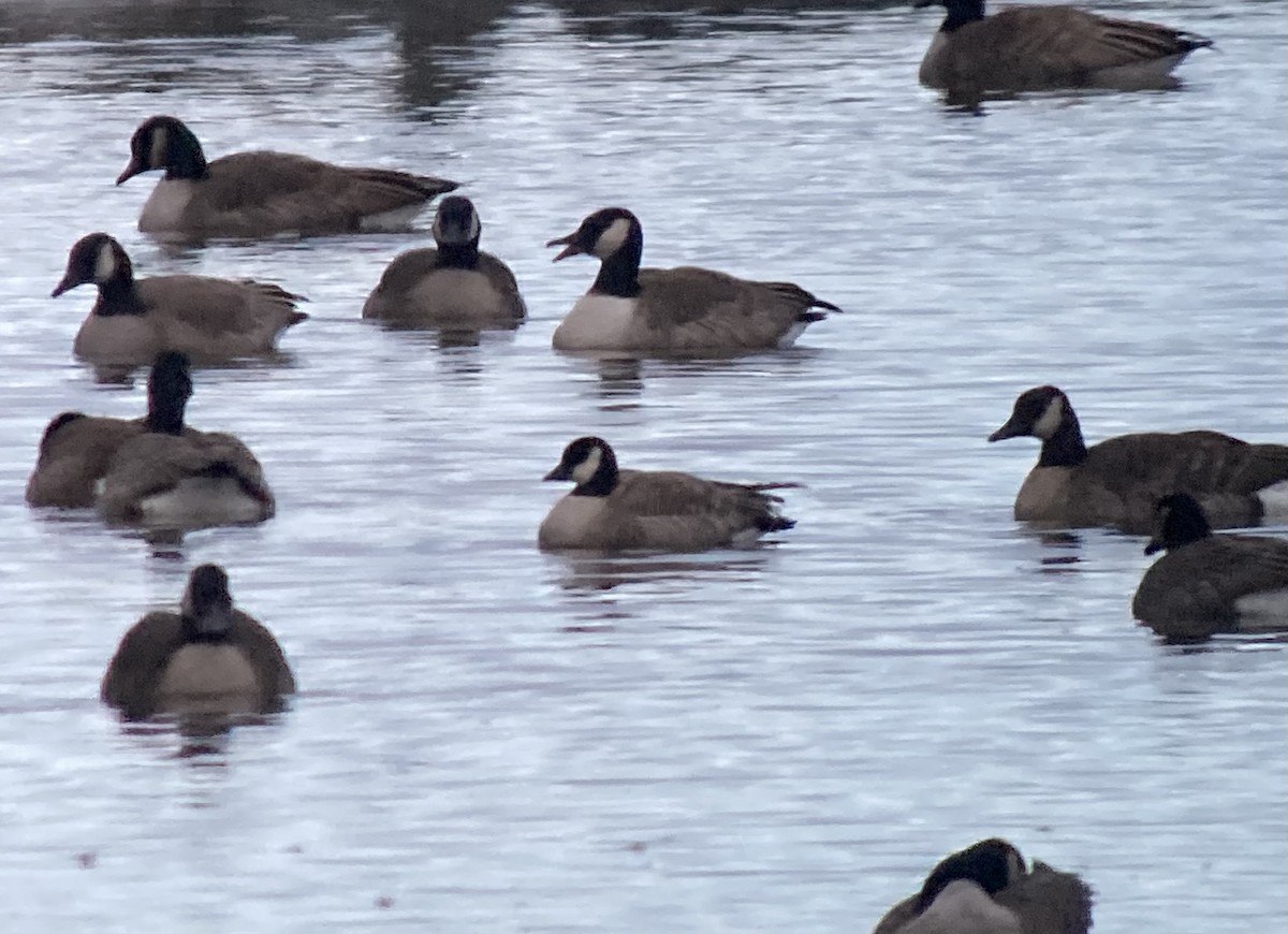 Cackling Goose (Richardson's) - ML646462305