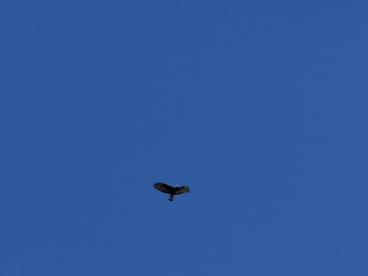 Zone-tailed Hawk - ML646462307