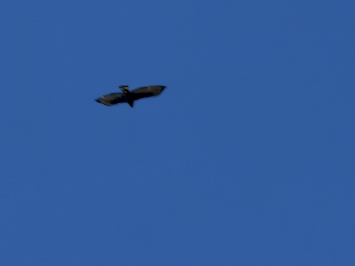 Zone-tailed Hawk - ML646462308