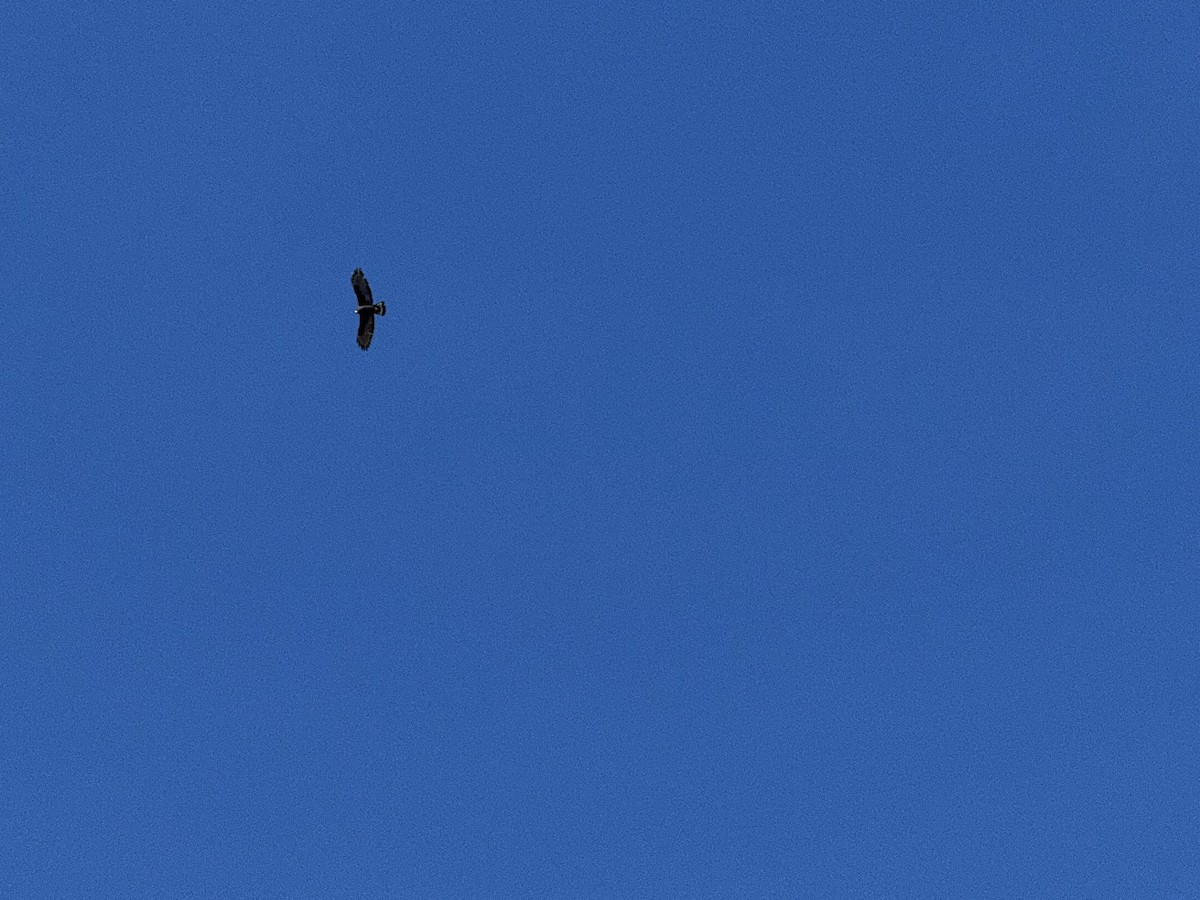 Zone-tailed Hawk - ML646462309