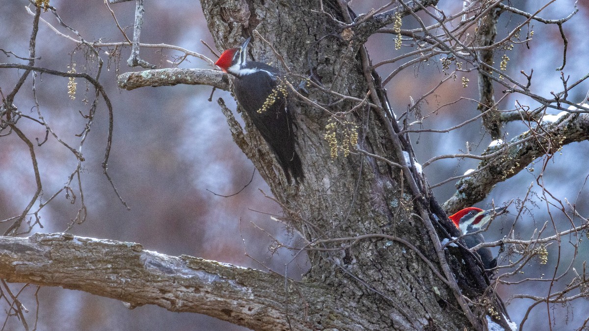 Pileated Woodpecker - ML646462311