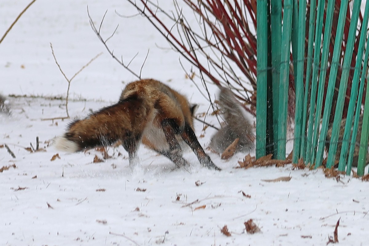 Red Fox - ML646462314