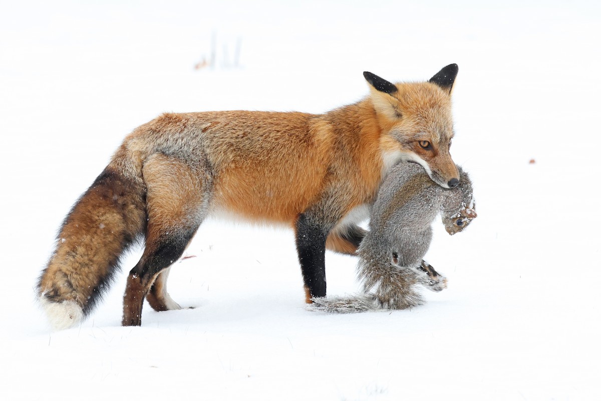 Red Fox - ML646462315