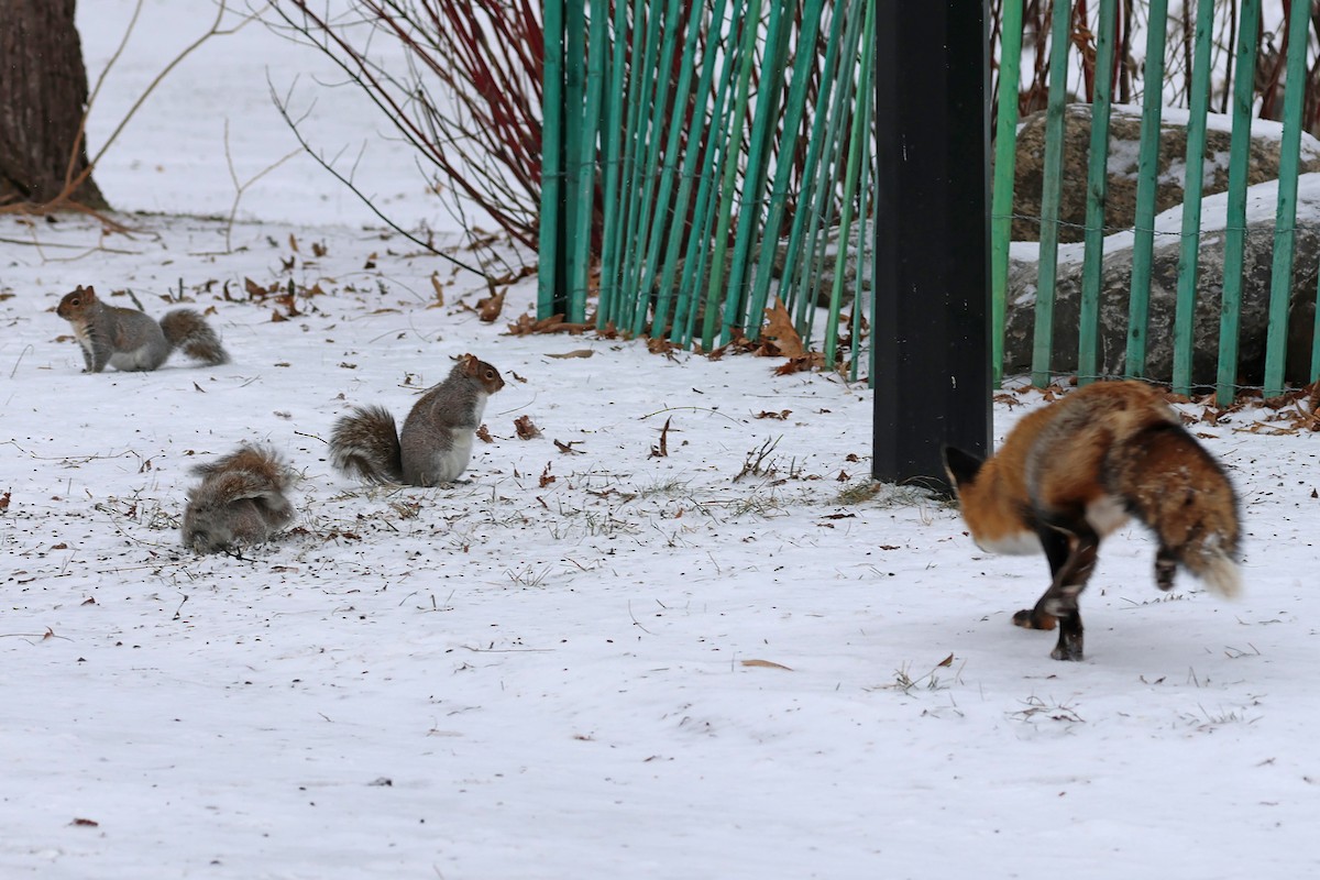 Red Fox - ML646462317