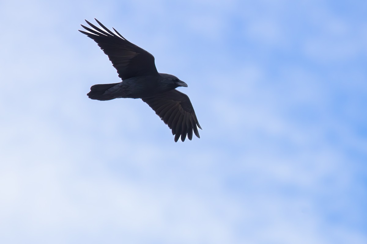 Erroi handia - ML646462318