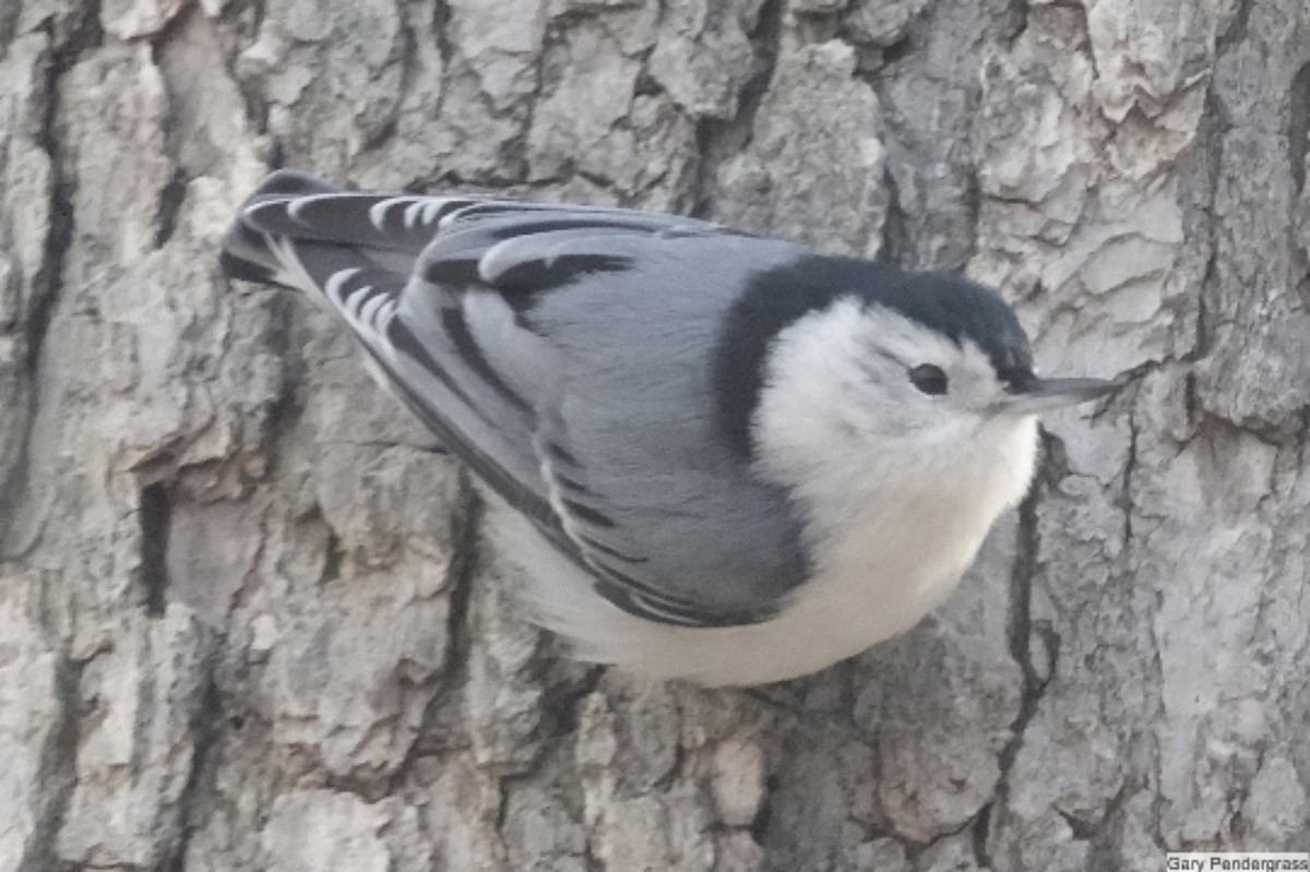 White-breasted Nuthatch - ML646462319