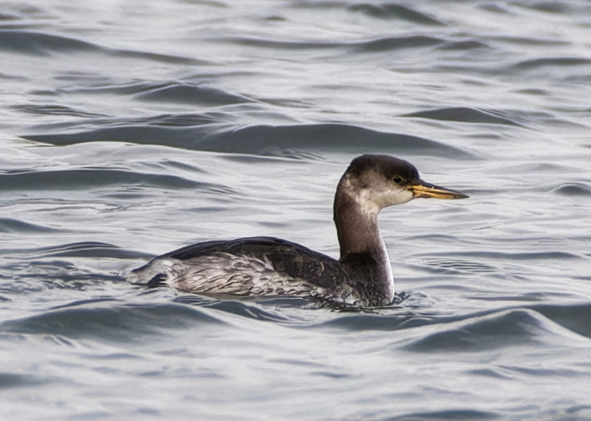 Red-necked Grebe - ML646462320