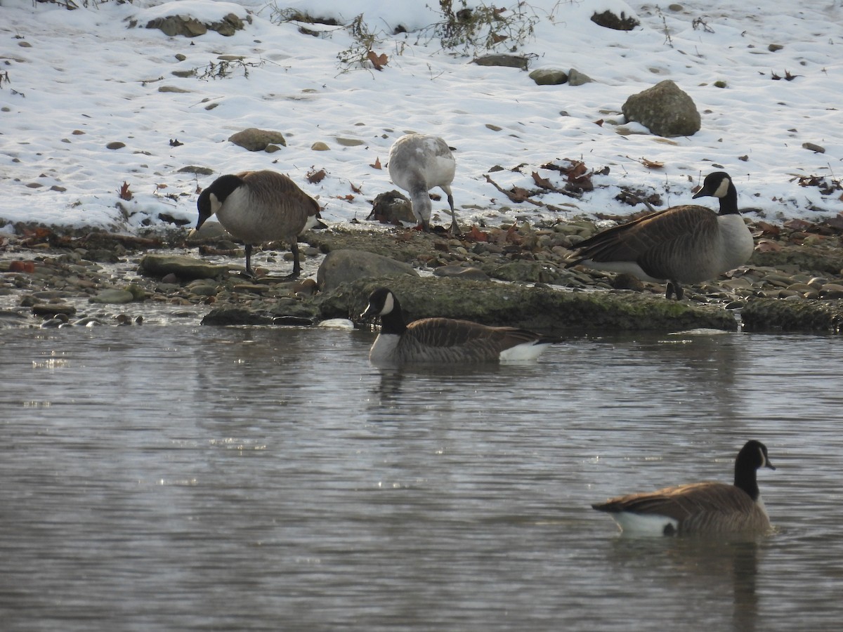 Elur-antzara - ML646462321