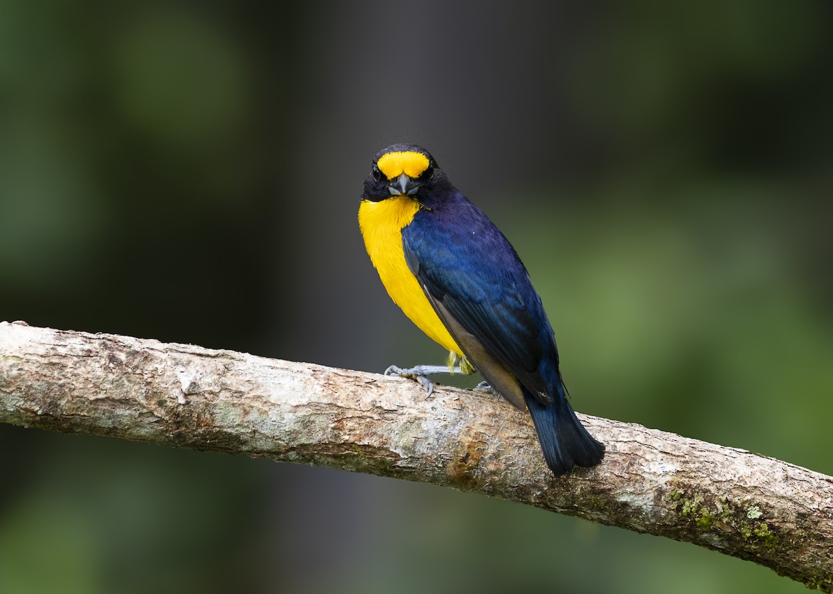 Violaceous Euphonia - ML646462322