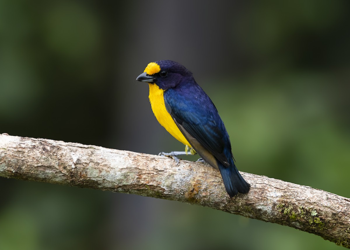 Violaceous Euphonia - ML646462323