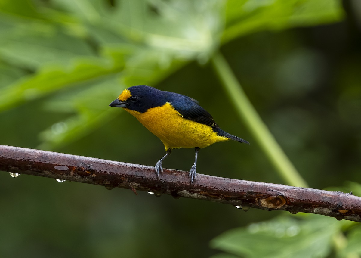 Violaceous Euphonia - ML646462324