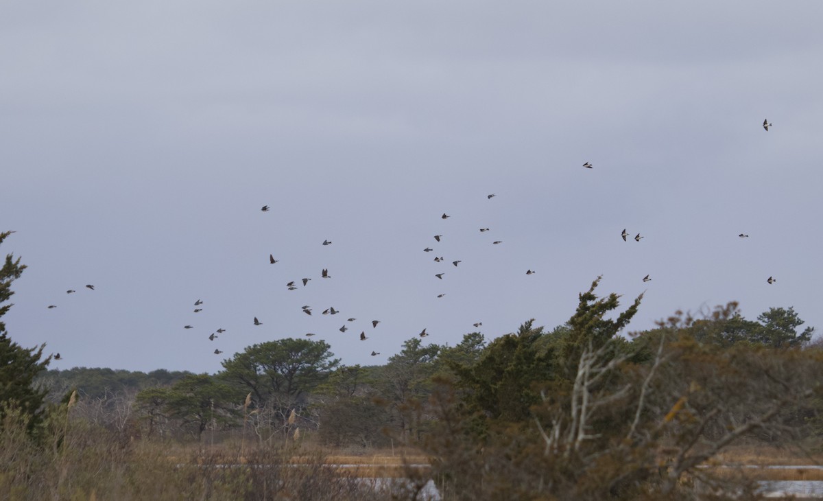 ミドリツバメ - ML646462325