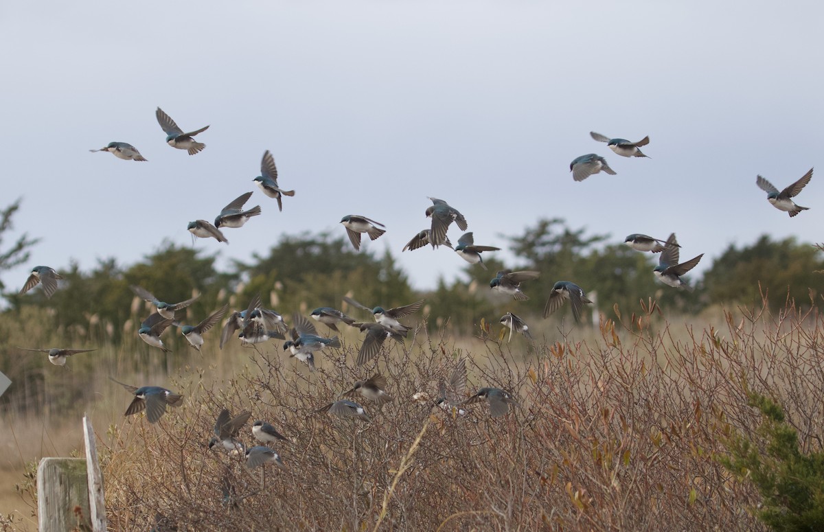 ミドリツバメ - ML646462326