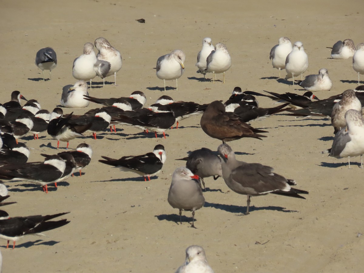 Kaio kaliforniarra - ML646462327