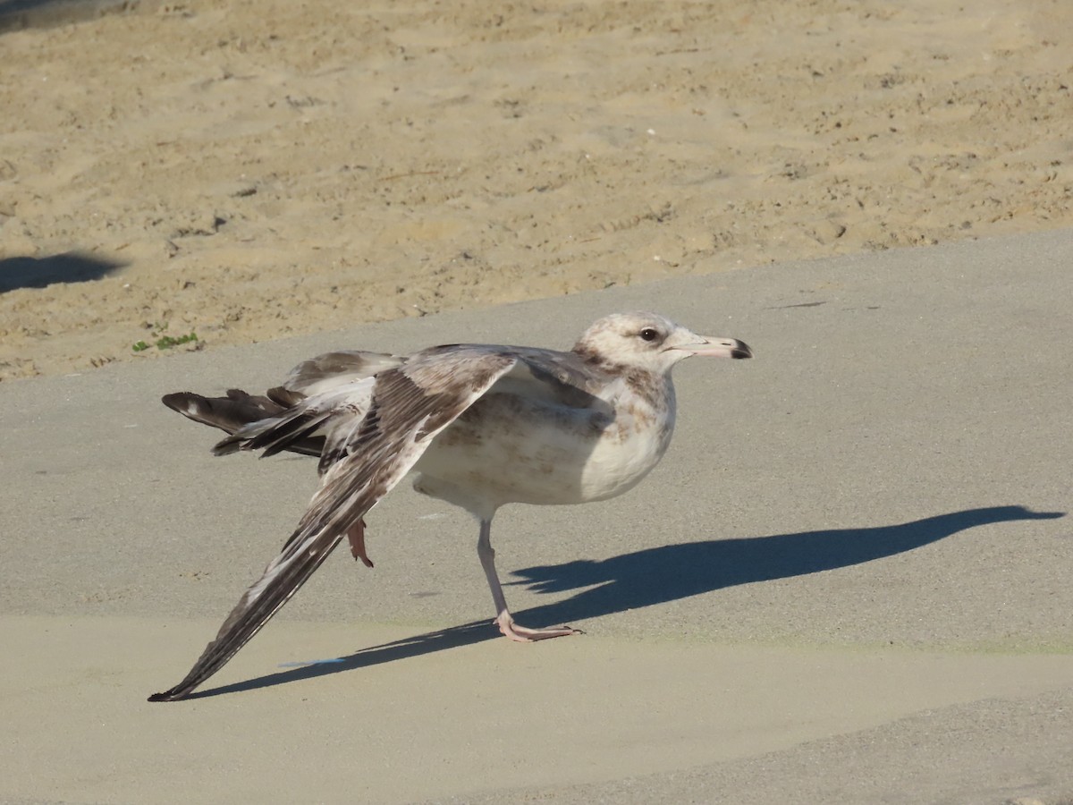 Kaio kaliforniarra - ML646462328