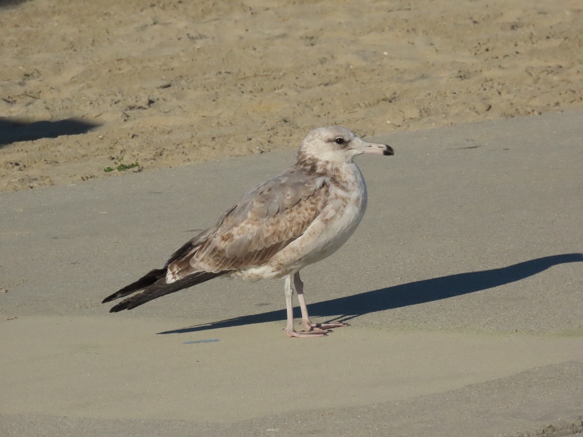 Kaio kaliforniarra - ML646462329