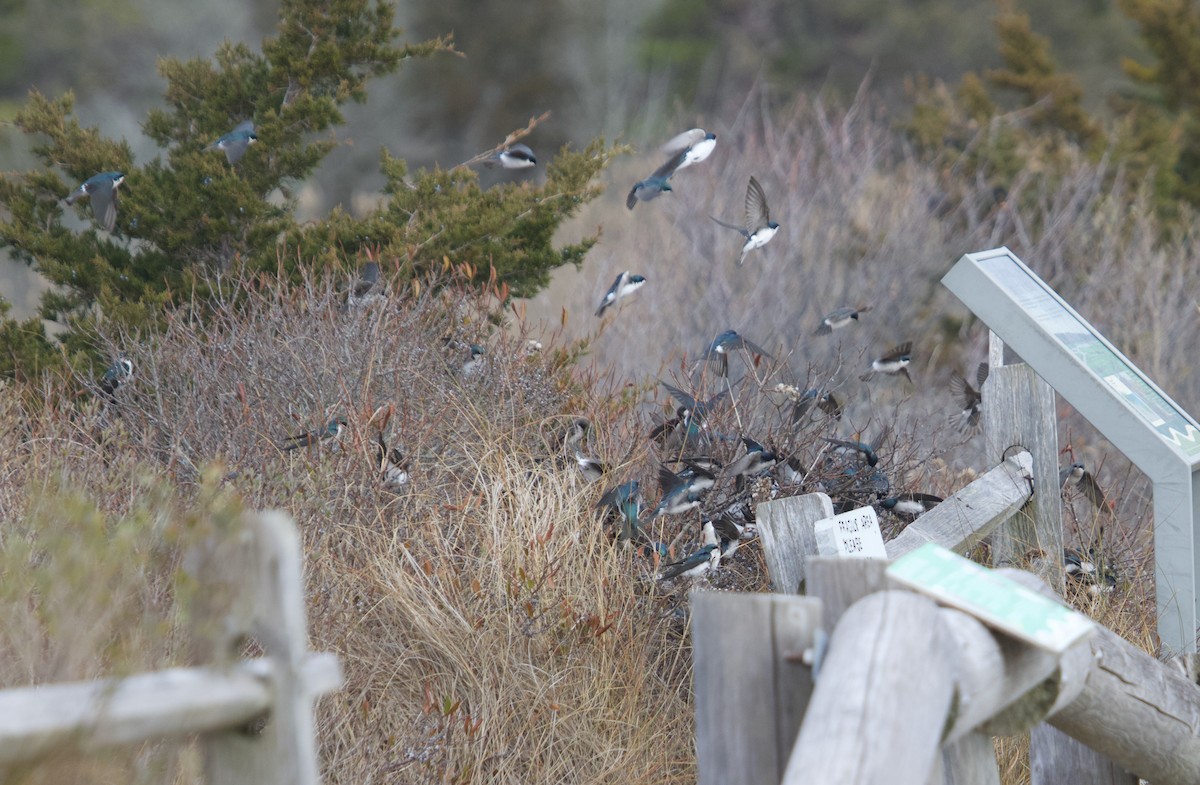 ミドリツバメ - ML646462330