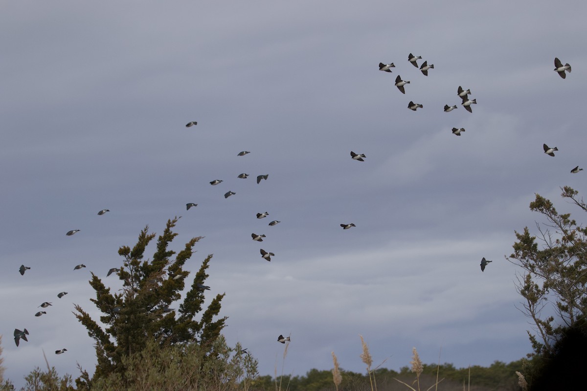 ミドリツバメ - ML646462331