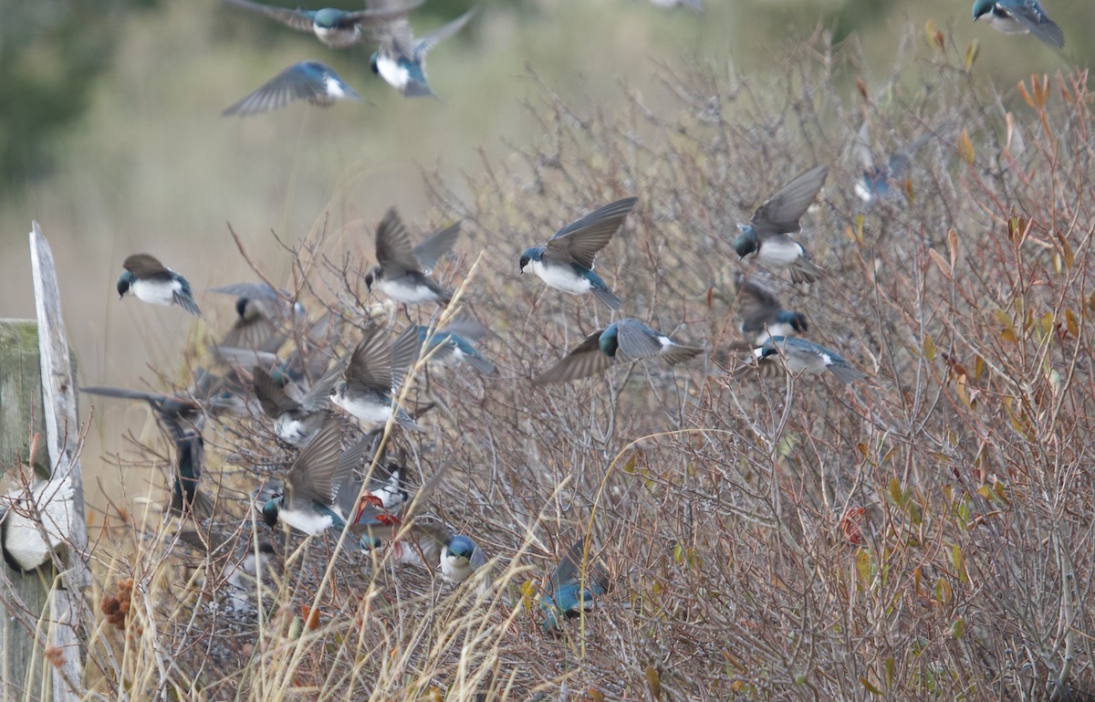 ミドリツバメ - ML646462332