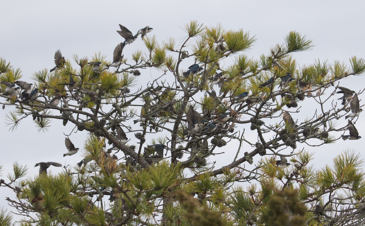 ミドリツバメ - ML646462333