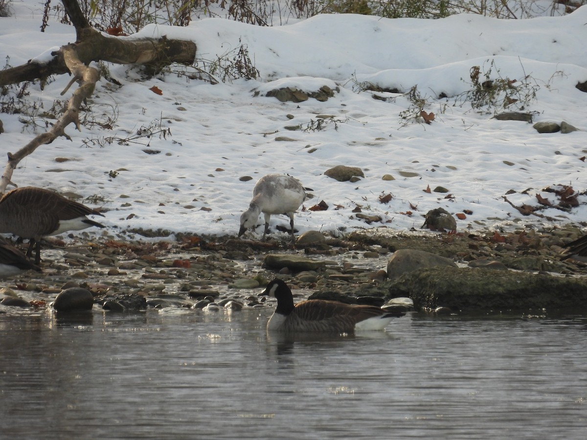 Elur-antzara - ML646462335