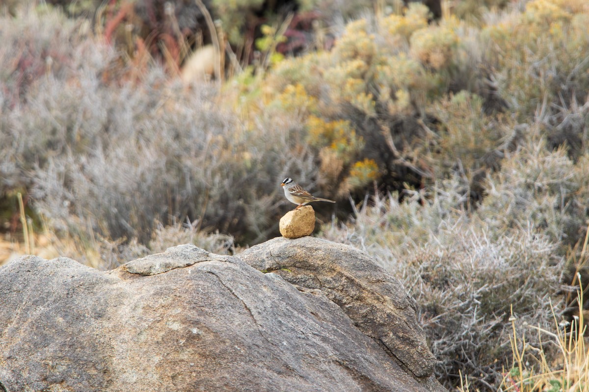 White-crowned Sparrow - ML646462336