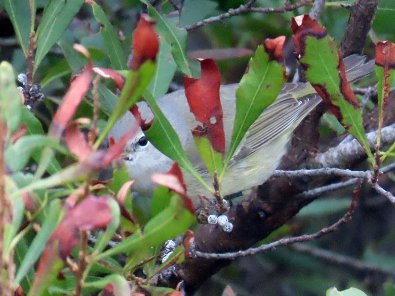Orange-crowned Warbler - ML646462338