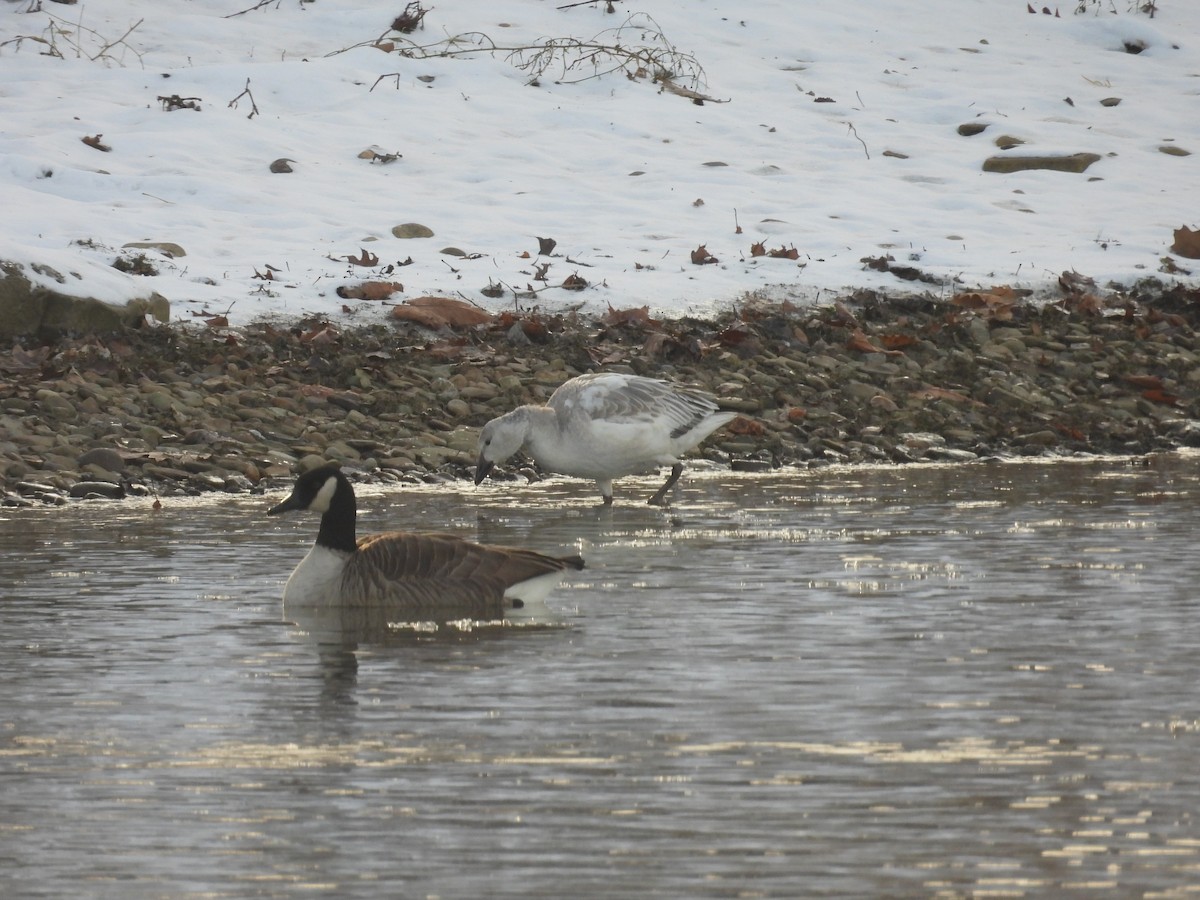 Elur-antzara - ML646462339