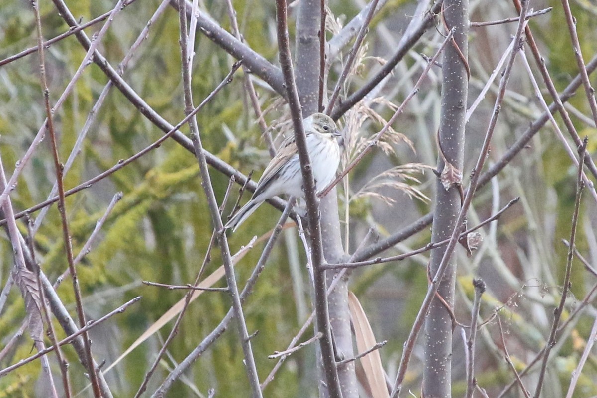 Zingira-berdantza eurasiarra - ML646462342