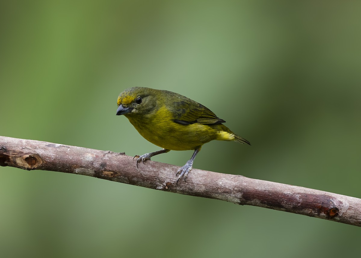 Violaceous Euphonia - ML646462343