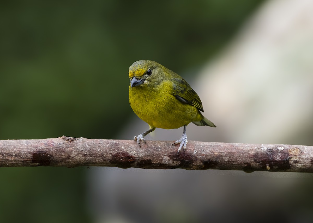 Violaceous Euphonia - ML646462344