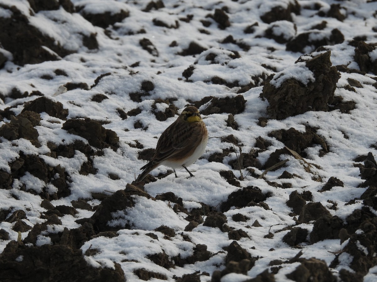 Hegatxabal adarduna - ML646462345