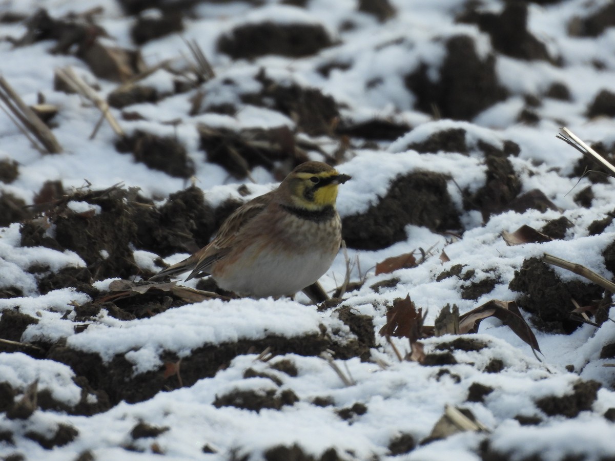 Hegatxabal adarduna - ML646462346