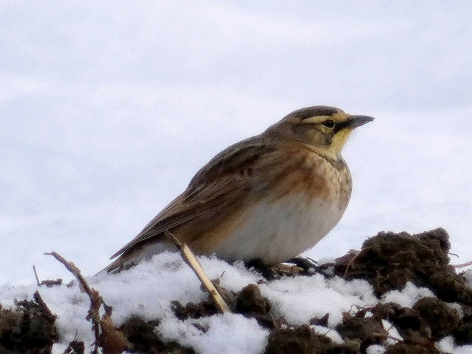 Hegatxabal adarduna - ML646462347