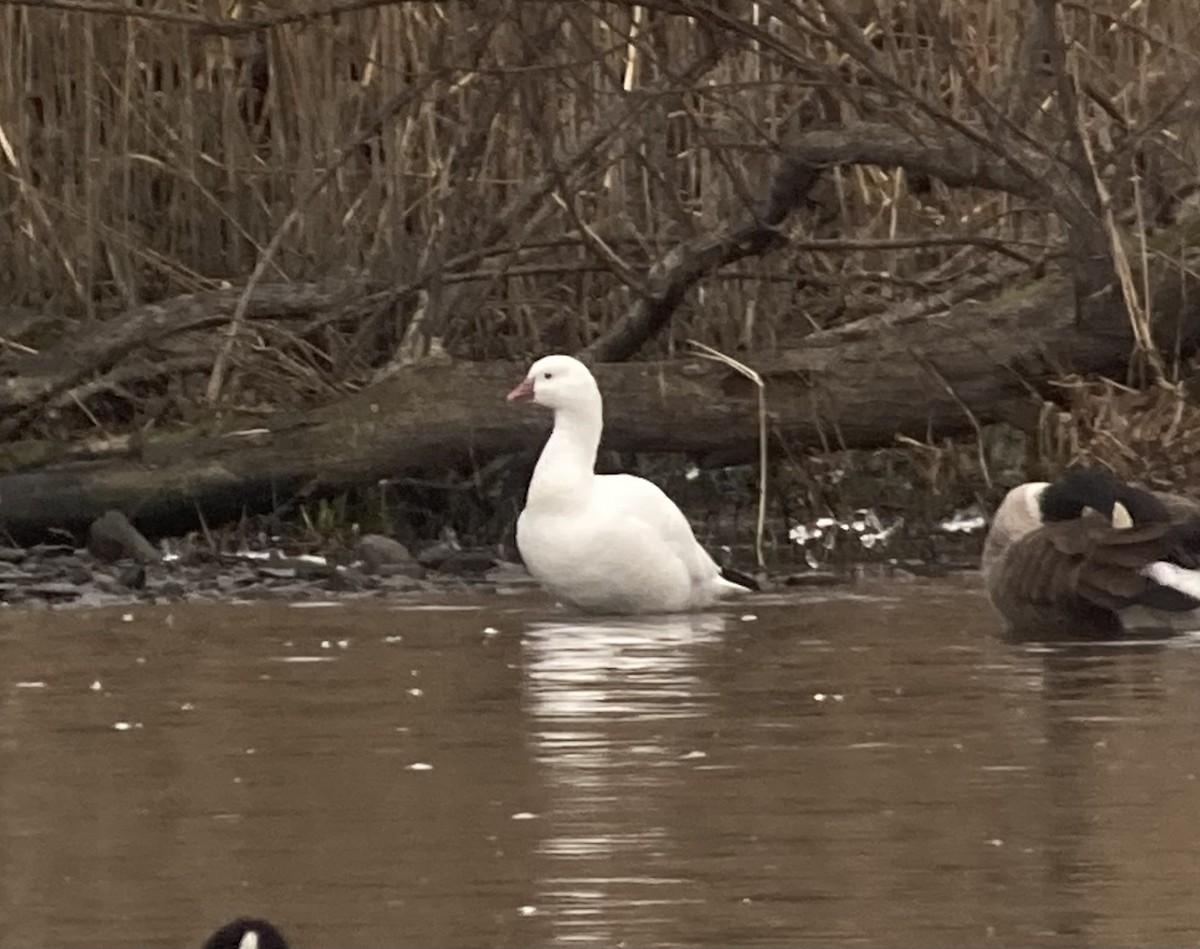 Ross's Goose - ML646462348