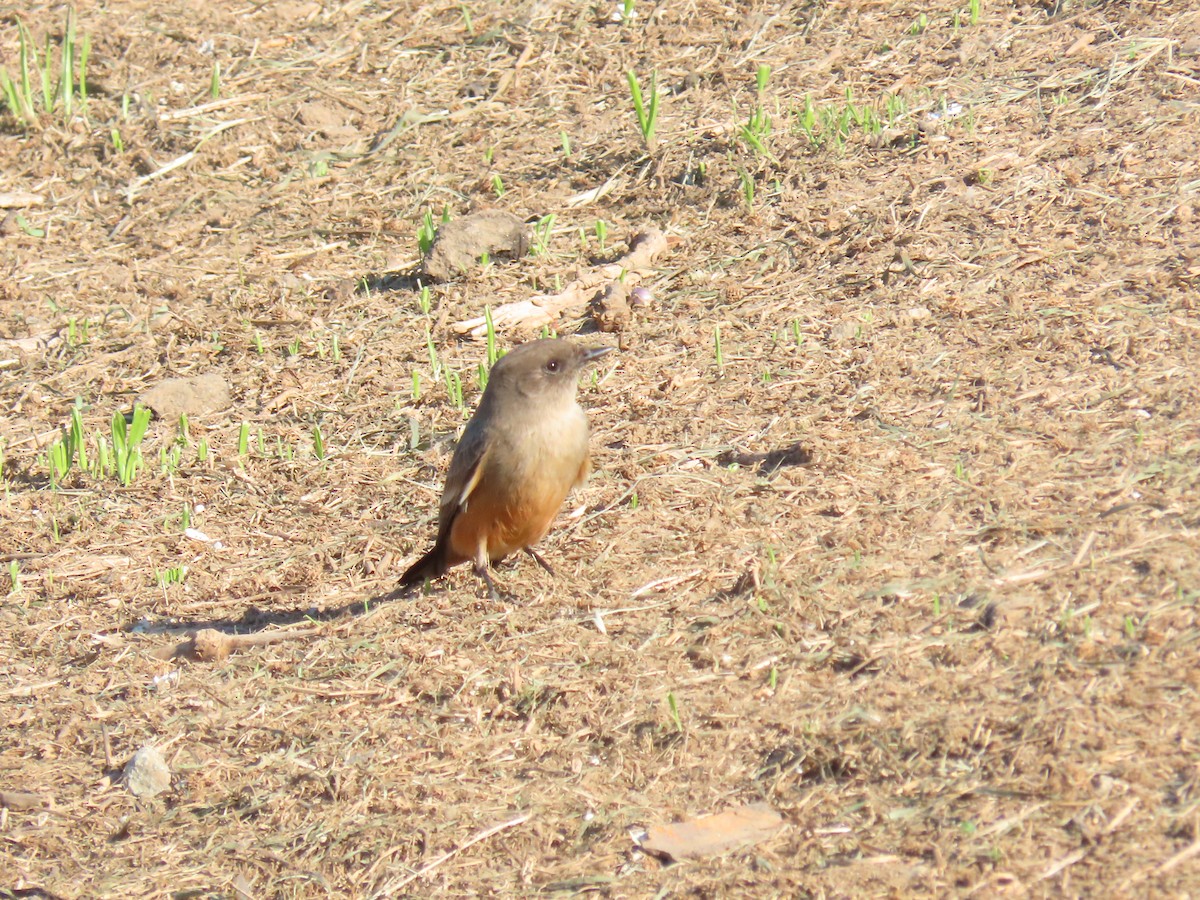 Say's Phoebe - ML646462356