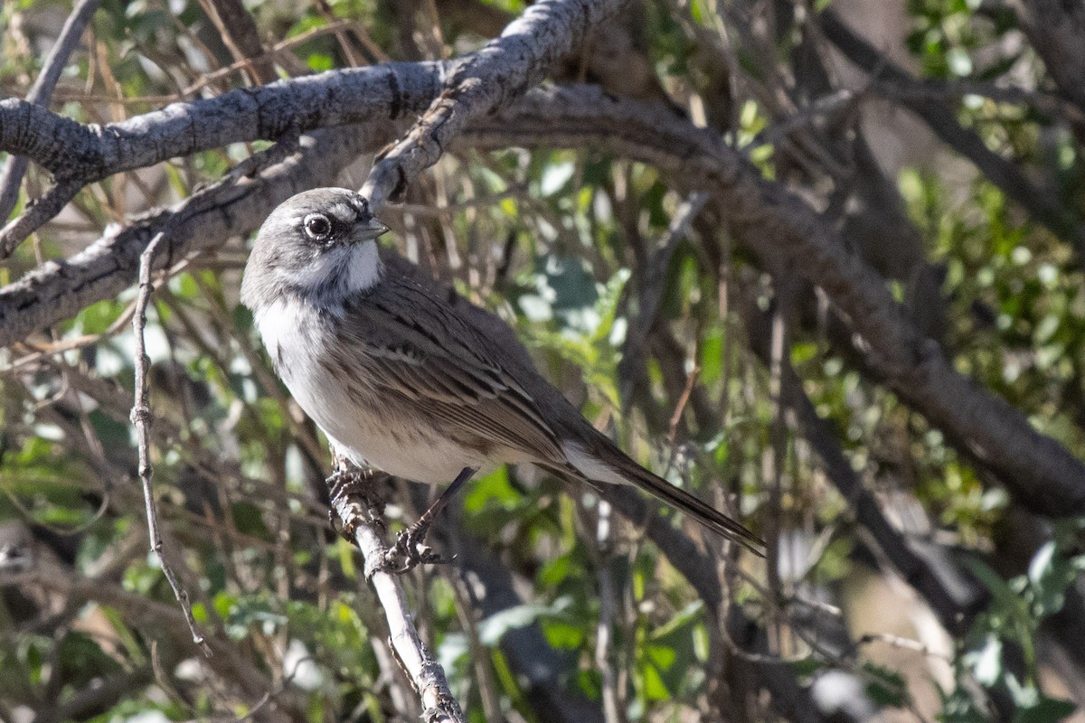 Sagebrush Sparrow - ML646462358
