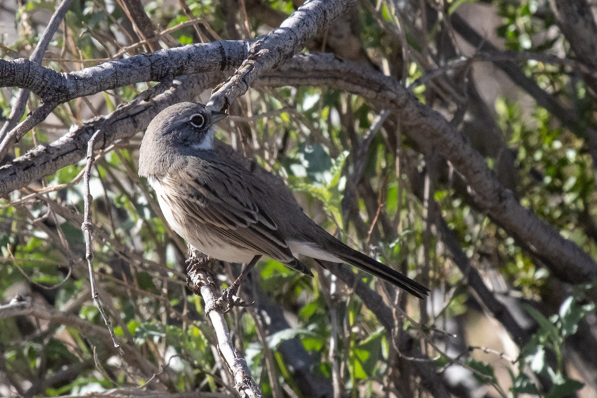 Sagebrush Sparrow - ML646462359