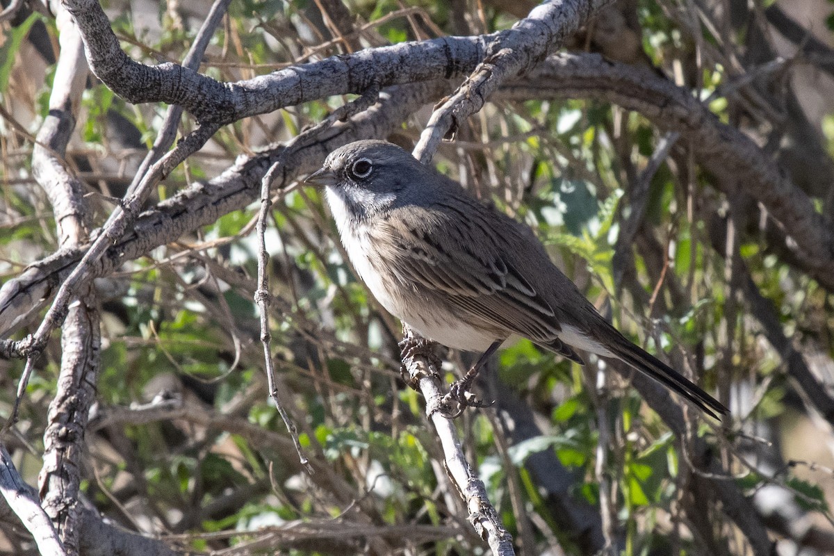 Sagebrush Sparrow - ML646462360