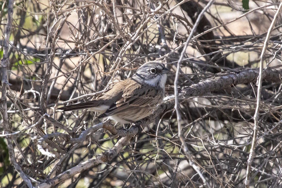 Sagebrush Sparrow - ML646462361