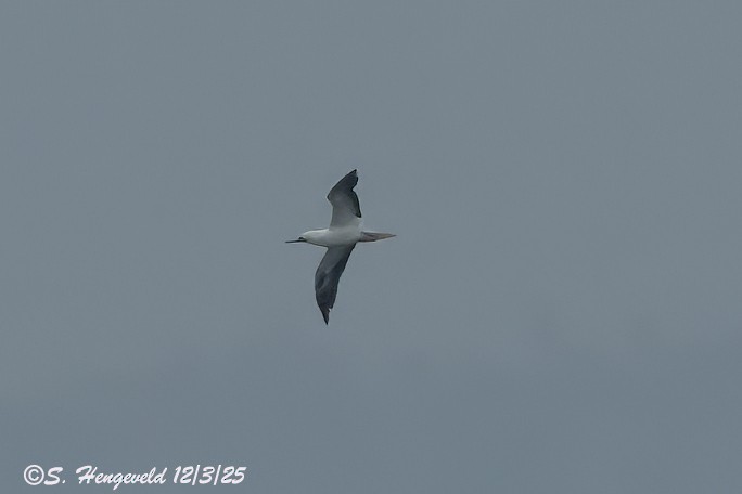 Zanga hankagorria - ML646462370