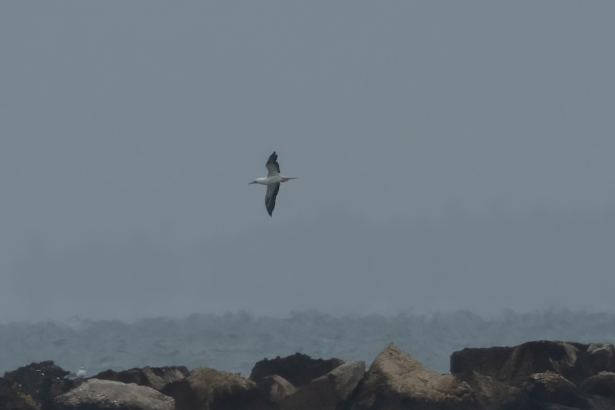 Zanga hankagorria - ML646462373