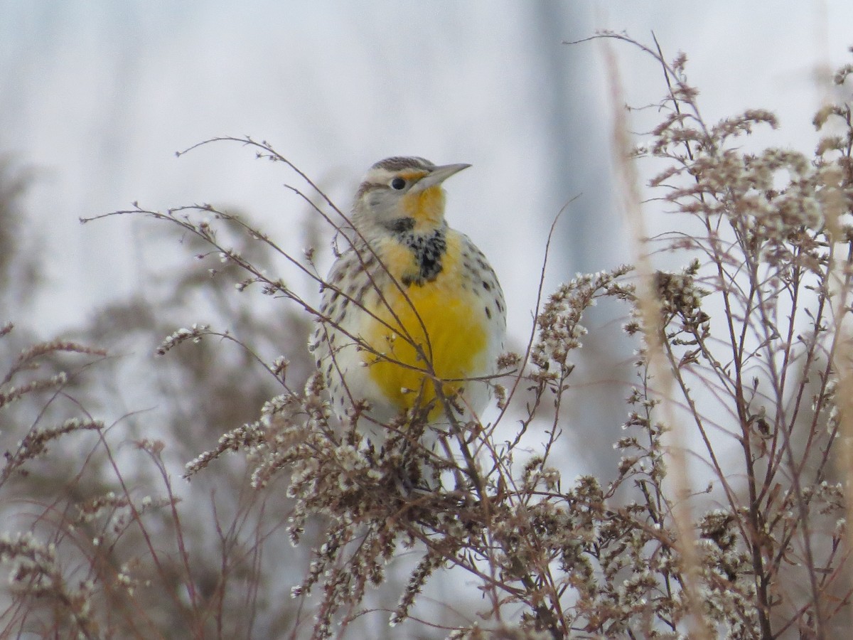 Western Meadowlark - ML646462378