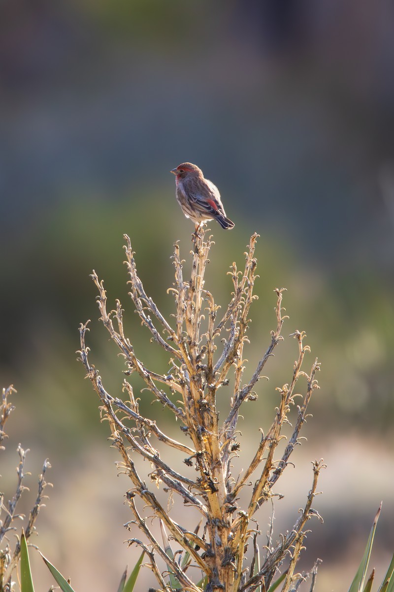 House Finch - ML646462381