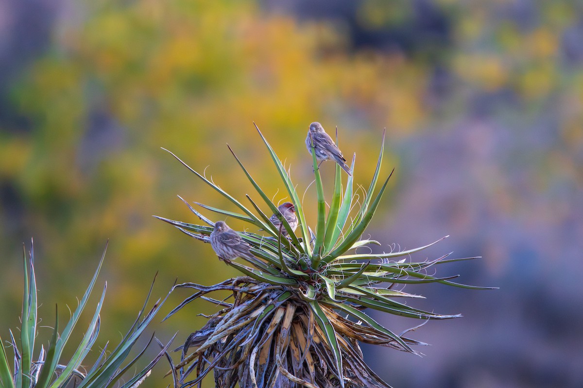 House Finch - ML646462382