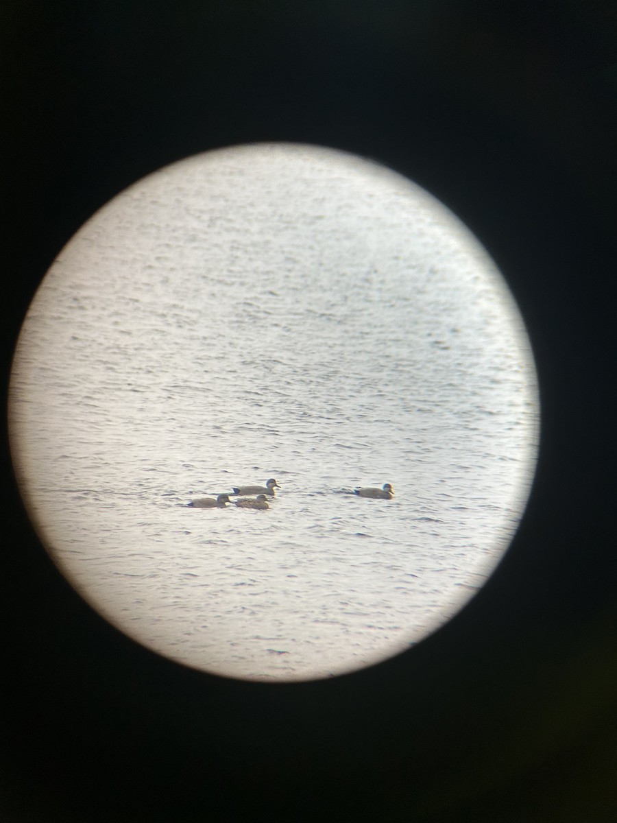 Gadwall - ML646462383