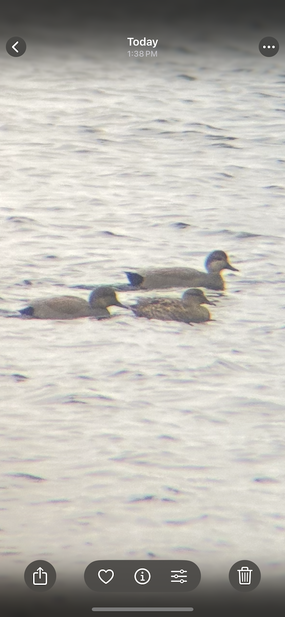 Gadwall - ML646462384