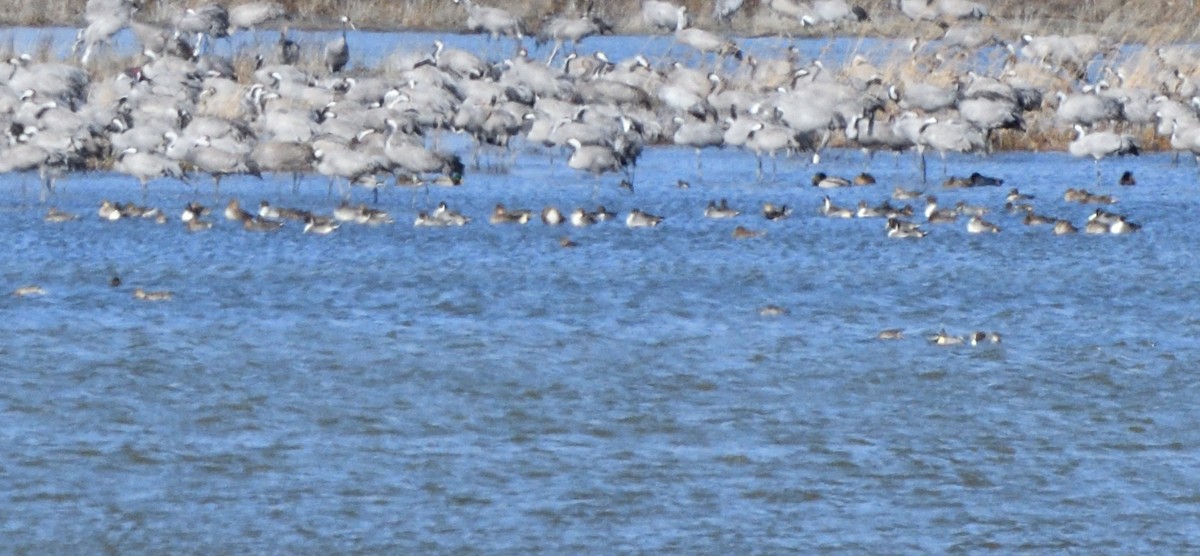 Codone - ML646462402